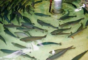 Fenómeno de la Niña en la  Acuicultura