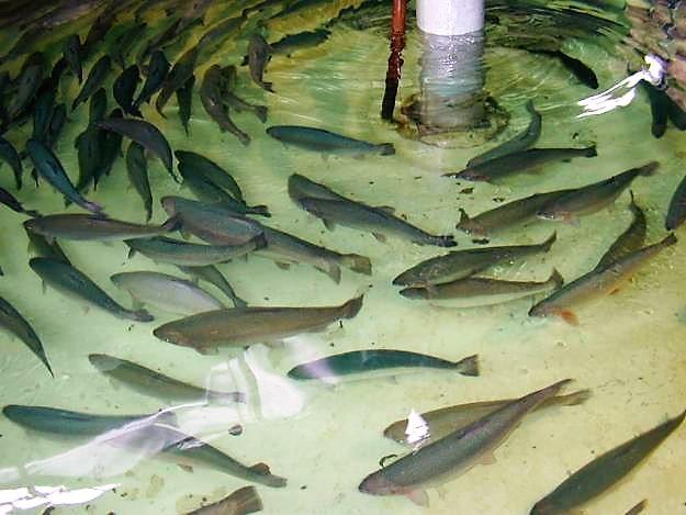 Fenómeno de la Niña en la  Acuicultura